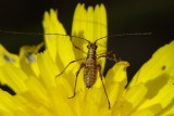 Ninfa de Catidideo // Immature Katydid (Tettigoniidae)