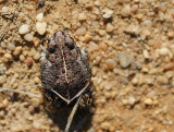 Sapo-corredor // Natterjack Toad (Bufo calamita)