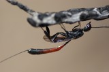 Vespa // Apocrita Wasp (Gasteruption sp.)