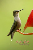 Ohio Hummingbirds