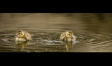 El Rio Ducklings