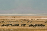 Gnu a Ngorongoro