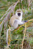 Cercopiteco verde  (Velvet Monkey)