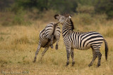Zebre  (Plain Zebra) -  la scalciata 2