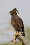 Aquila crestalunga (Spizeto)