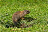 Marmotta