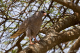 Astore cantante scuro (Dark chanting goshawk)