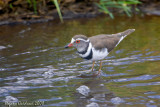 Corriere tre bande  (Three-banded plover)