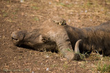 Bufalo - carcassa