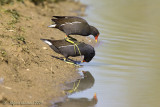 Accoppiamento di gallinelle 2 (Gallinula chloropus)