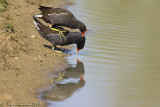 Accoppiamento di gallinelle 3 (Gallinula chloropus)