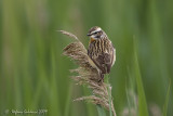 Stiaccino (Saxicola rubetra)