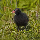 Gallinella juv. (Gallinula chloropus)