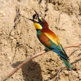 Gruccione (Merops apiaster)