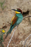 Gruccione (Merops apiaster)