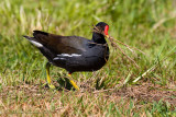 Gallinella (Gallinula chloropus)