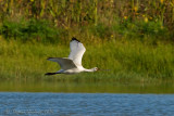 Spatola (Platalea leucorodia)