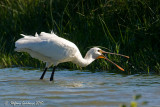 Spatola (Platalea leucorodia)