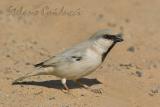 Passera del deserto	(Desert Sparrow)