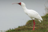 Spatola africana (African Spoonbill)