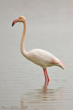 Fenicottero    ( Greater Flamingo )