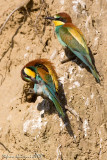 Gruccione ( Bee-eater )