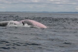 Petit rorqual/Minke Whale 