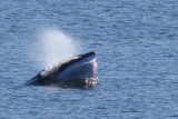 Petit rorqual/Minke Whale 