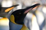 Retrato de pinguino Rey