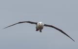 Albatros in fly.jpg