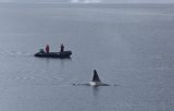 Male Orca checking the visitors!