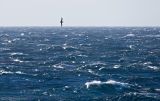 Albatros-in-Strong-Winds.jpg