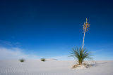 Indigenous YUCA plant - White Sands