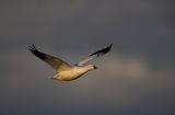 Snow-Geese-Flying-Solo-RTP-.jpg