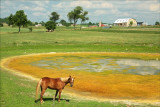 Amish owned horse at a farm pond.
