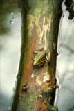 A Frog on a log.