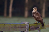 Buizerd