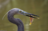 Purple Heron