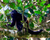 Howler monkey at the Penas Blancas river