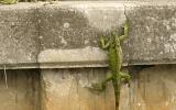 small iguana4.jpg