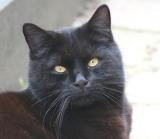 The Sweet Cat