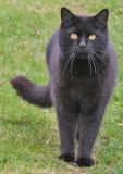 The Curious Cat
