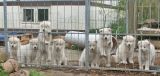Samoyed Puppies 2003