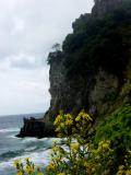 Cinque Terre Flower