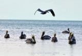 Pelican Flying Away