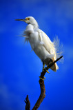 Windy