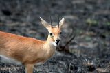 Steenbok
