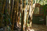 Bamboo Cottage  Garden 2532