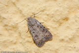 09433 Huisuil - Pale Mottled Willow - Paradrina clavipalpis
