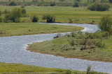 Narew